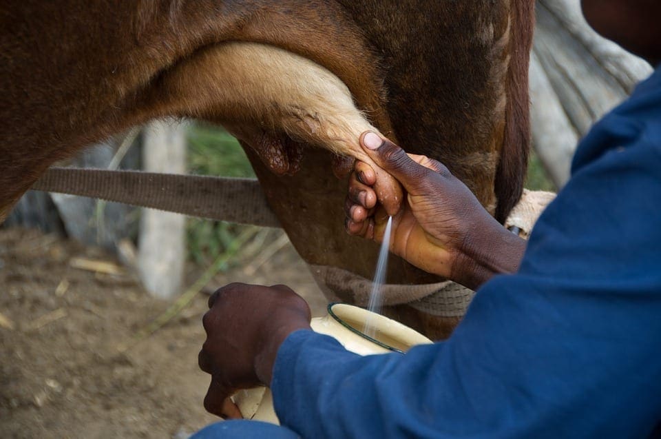 Massachusetts Lawmakers Stand Against Federal Raw Milk Ban