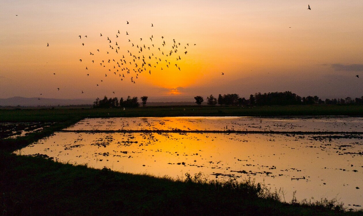 Farmers Strike Deal with Ducks: Habitat in Exchange for Fertilizer
