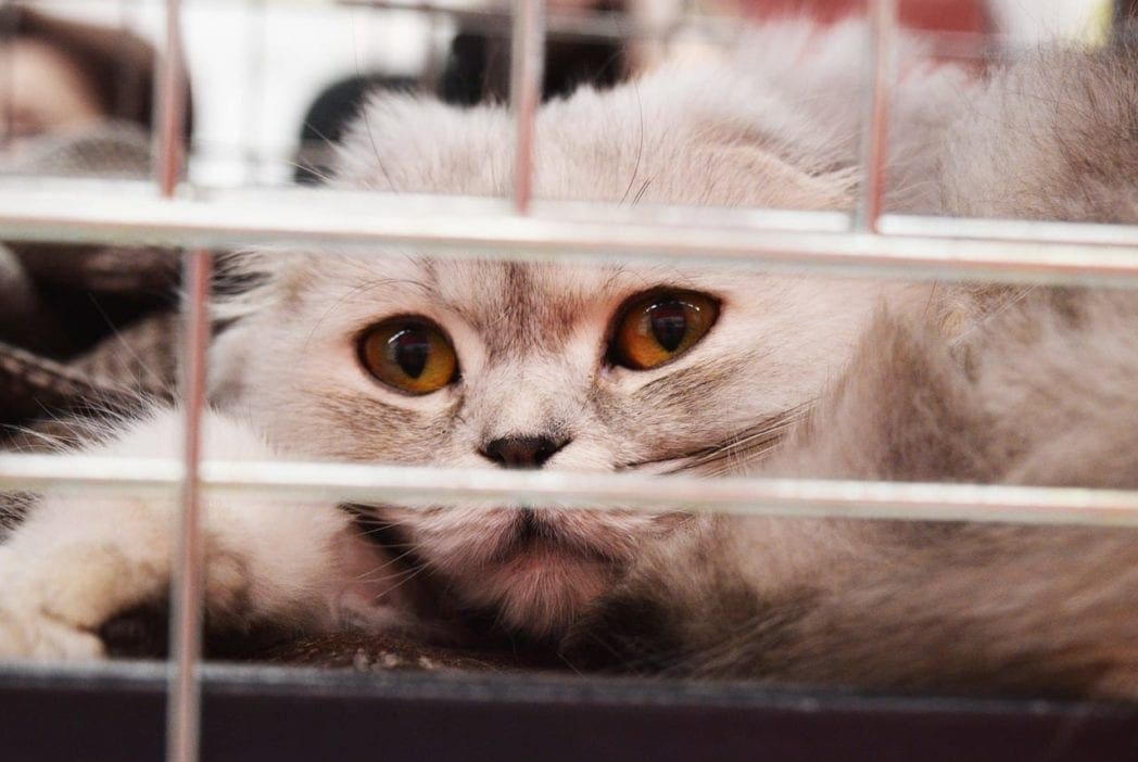 Government Hates Efficiency: Woman Arrested For Rescuing Pets During Hurricane
